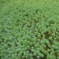 Myriophyllum aquaticum (Vell.) Verdc.